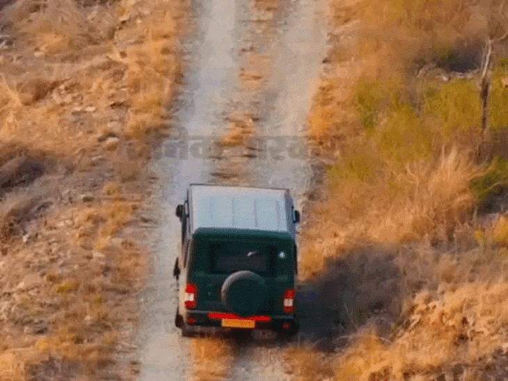 लॉयन सफारी में देखे लॉयन का ड्रोन वीडियो:राज्यपाल की जिप्सी के आगे रास्ता रोका लॉयन ने, बाद में झाड़ियों में गया