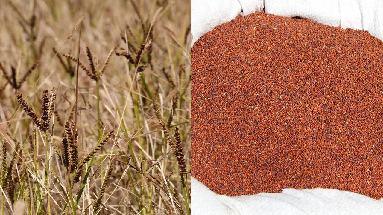 मिलेट मिशन के तहत रागी पैदावार में टॉप पर पहुंचा ये राज्य, 12.84 लाख किसानों को हुआ फायदा