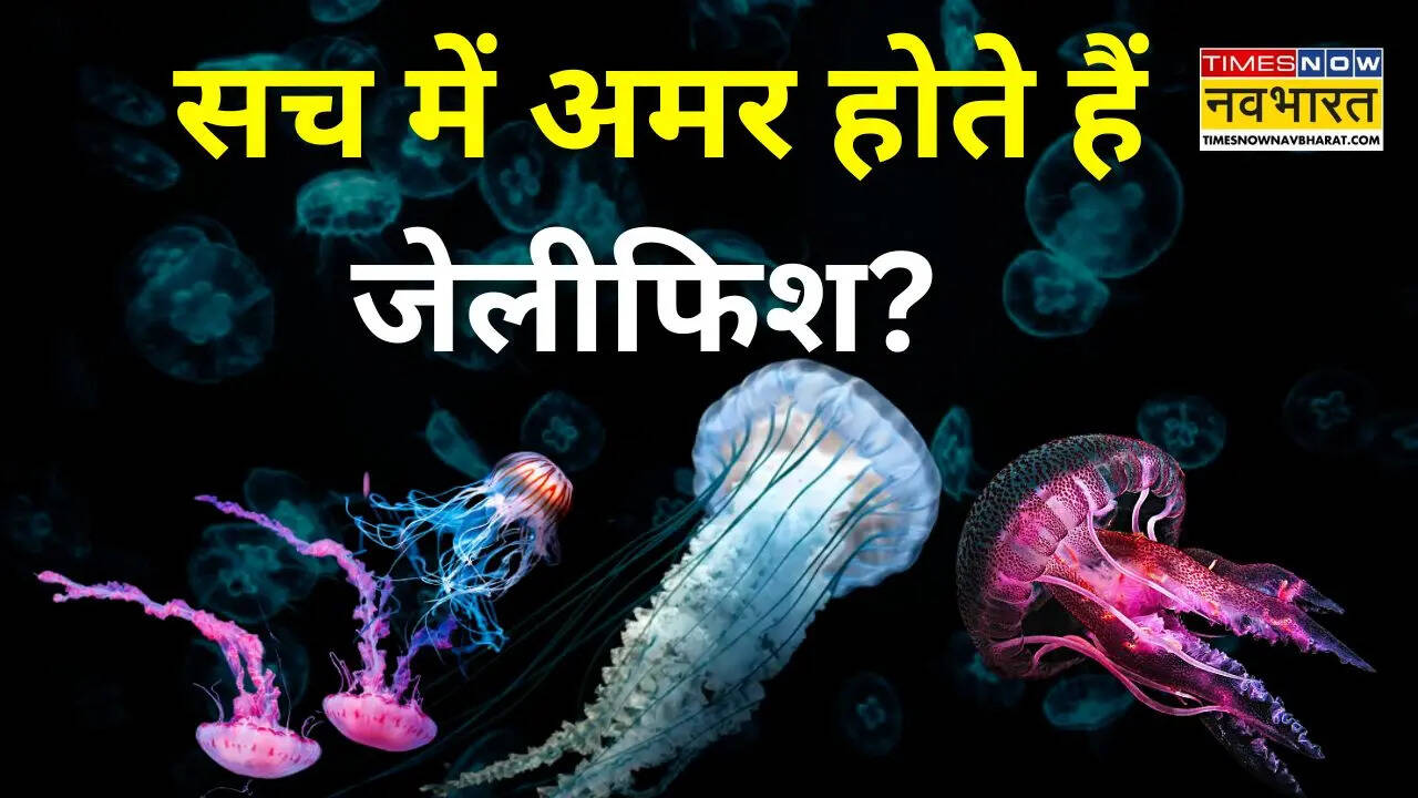 क्या कभी नहीं मरते जेलीफिश? जानें क्या है ये प्रकृति का अजीबोगरीब रहस्य
