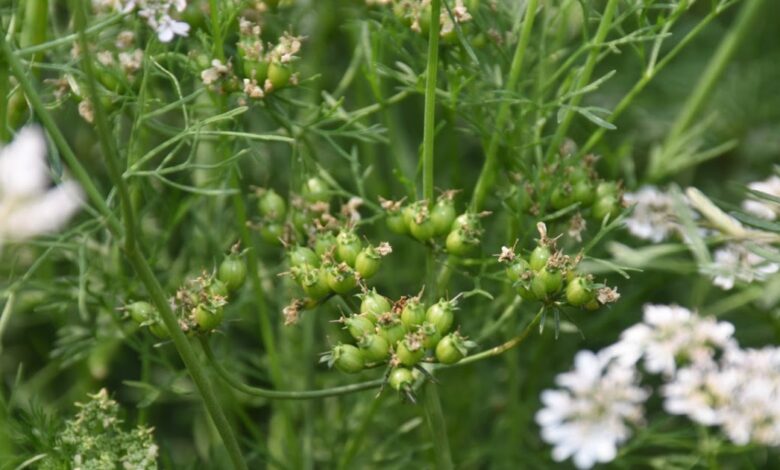 कम पानी, कम लागत और अधिक लाभ: धनिया बनी किसानों की पसंद