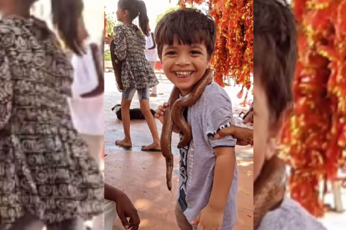 सपेरे का अनोखा करतब, बच्चे की गर्दन में लपेट दिया सांप, फिर मासूम के अदा ने जीता सबका दिल!