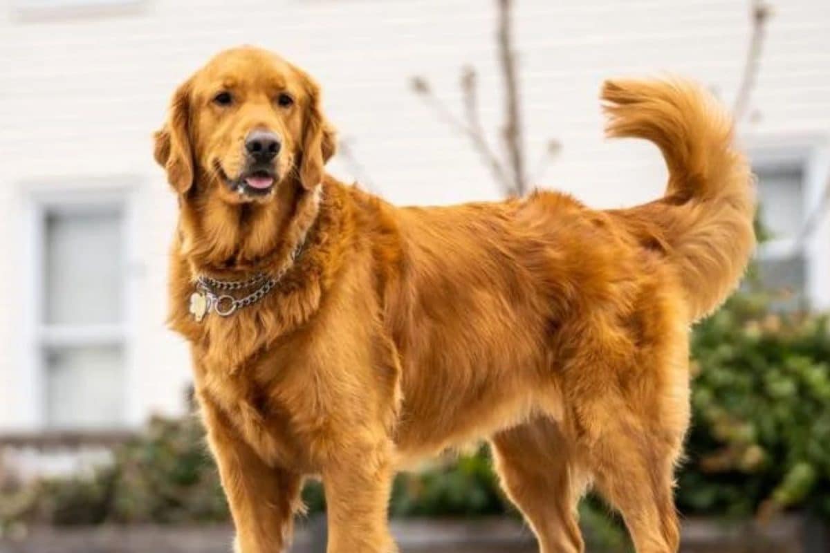 12 साल पहले आई वो फिल्म, 1 कुत्ते ने दी थी जिसमें सुपरस्टार को कड़ी टक्कर, बॉक्स ऑफिस पर रेंगते-रेंगते निकाला बजट