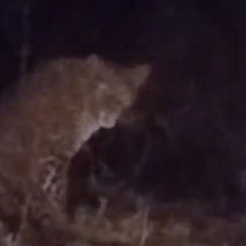 पीलीभीत में घायल तेंदुआ दिखा:कजरी निरंजनपुर गांव में रेस्क्यू के लिए पिंजरा लगाया गया