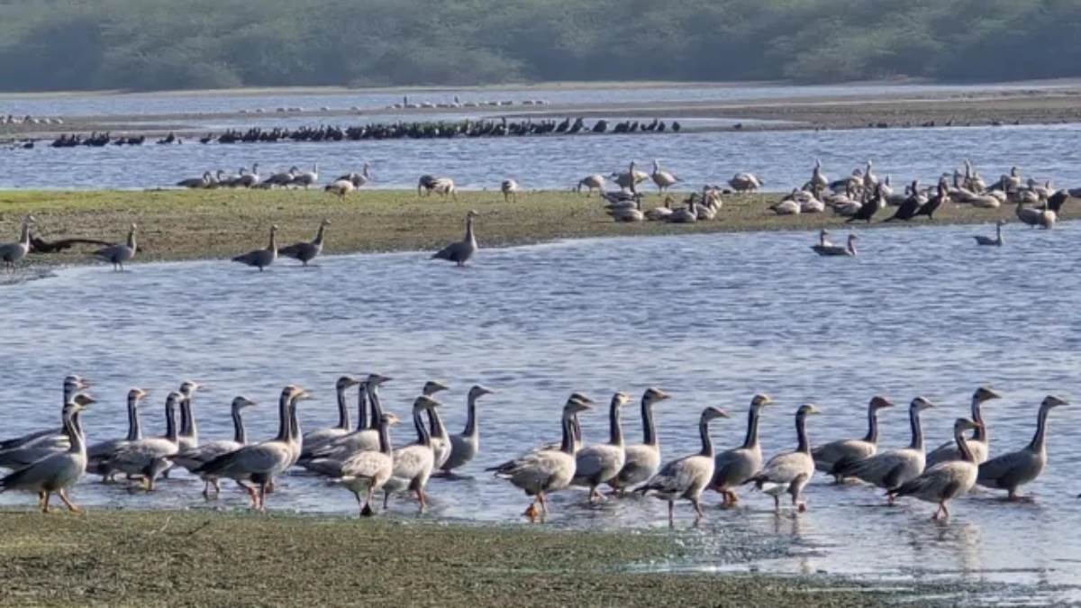 Asian Waterbird Census-2026: एमपी में 308 प्रजातियों के 96,495 पक्षियों की पुष्टि, संकटग्रस्त पक्षियों का सुरक्षित बसेरा