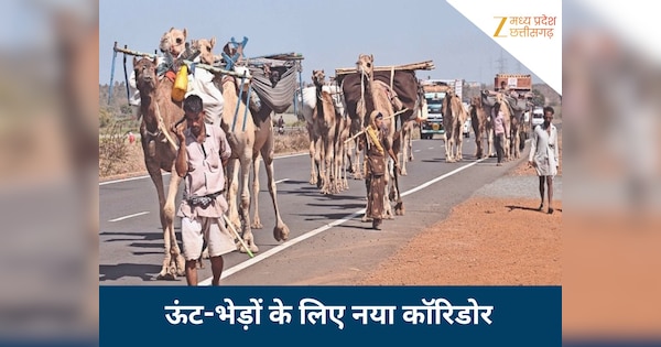 MP में राजस्थान के ऊंट-भेड़ों के लिए नया कॉरिडोर, बदले 40 साल पुराने नियम, अब होगा फायदा