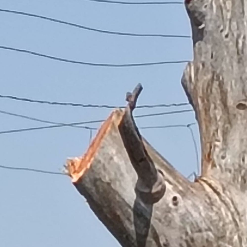 इंदौर-भोपाल हाईवे से सैकड़ों हरे-भरे पेड़ गायब:अमलाहा टोल से आष्टा के बीच बचे सिर्फ ठूंठ; पेट्रोलिंग और कैमरों पर उठे सवाल