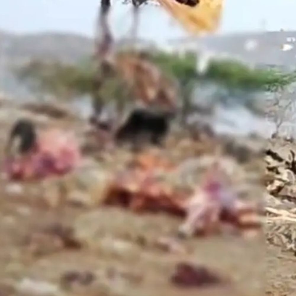 देवास ट्रेचिंग ग्राउंड पर मिले गायों के शव:कांग्रेस नेता ने महापौर के इस्तीफे की मांग की, निगम अधिकारी निलंबित