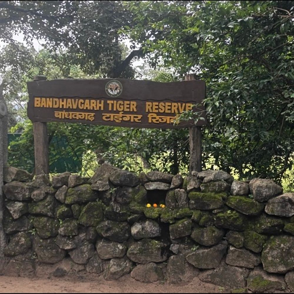 बांधवगढ़ टाइगर रिजर्व में होली पर सफारी बंद:प्रबंधन ने 4 मार्च के लिए आदेश जारी किए