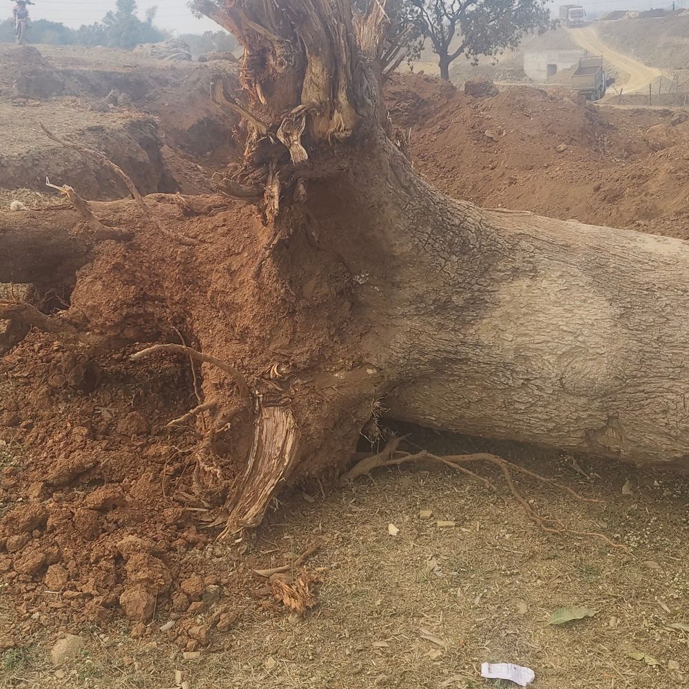सीधी में रेलवे ठेकेदार पर अवैध खनन का आरोप:बिना अनुमति सैकड़ों हाइवा मुरुम निकासी, हरे पेड़ काटे, ग्रामीण आक्रोशित