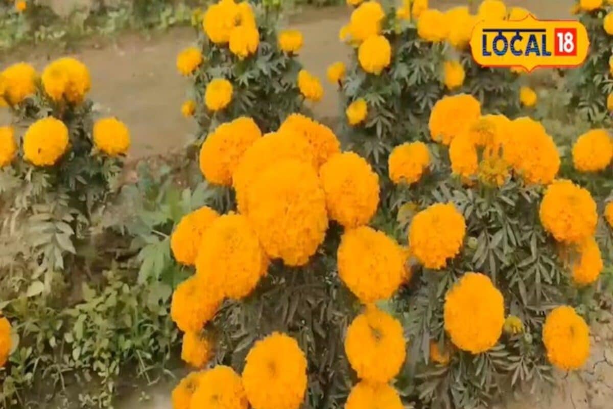 Video: नेशनल अवार्ड विनर किसान का धमाका! खेत में उगाया 'जीवित गुलदस्ता', फूल गिनते थक जाएंगे आप