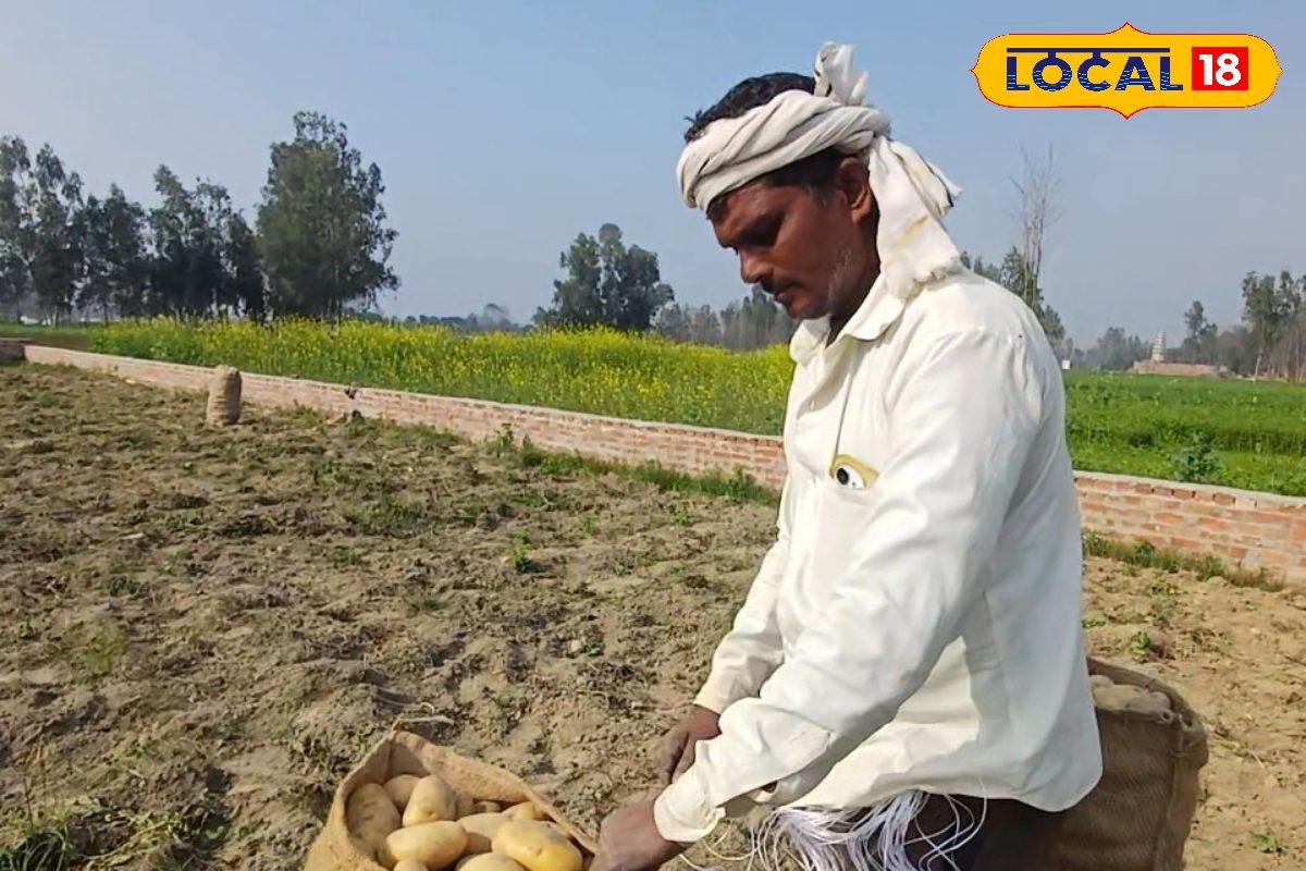 देसी खाद का कमाल! चार बीघा में लगाया कुकरेजा आलू, एक सीजन में लाखों की कमाई