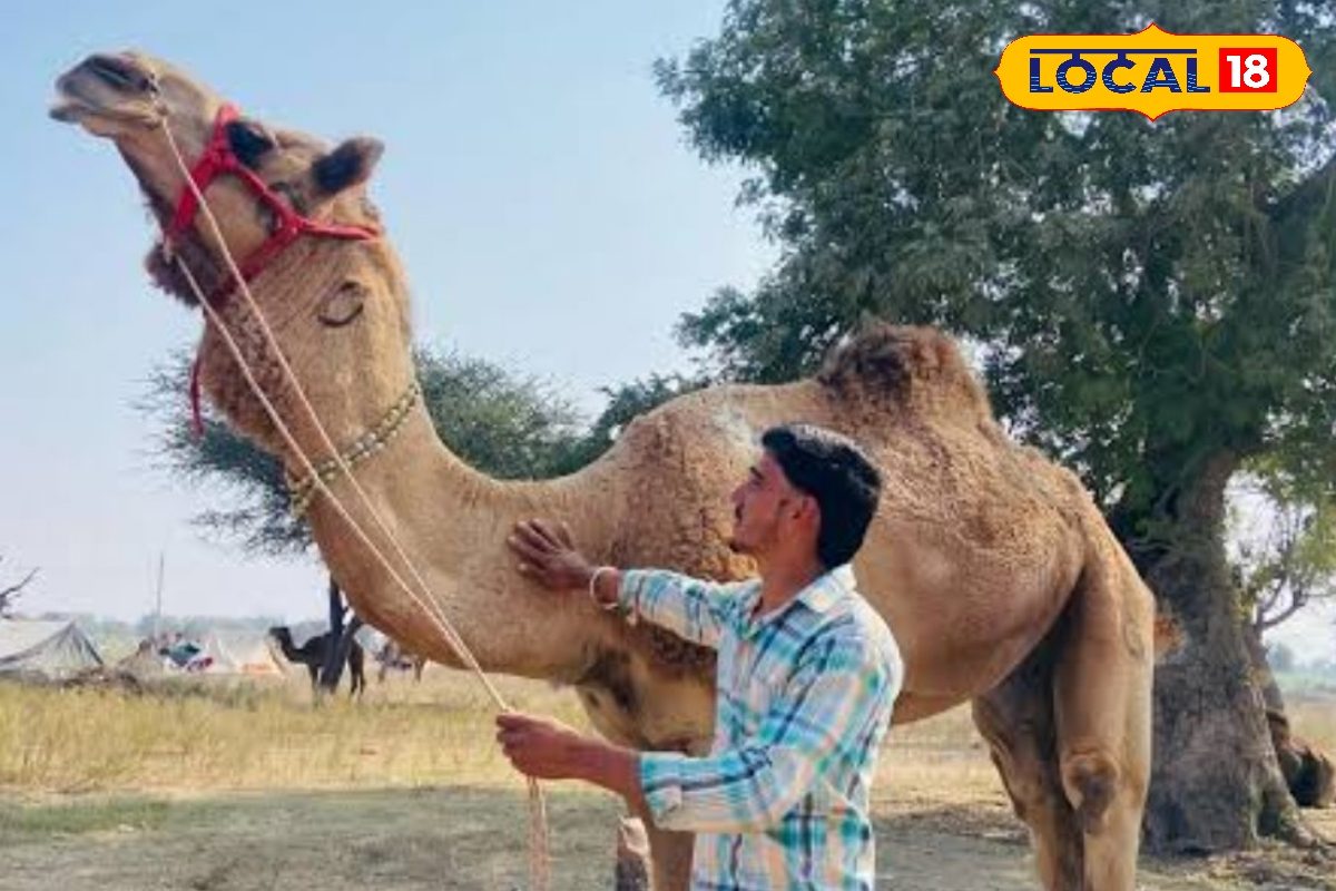 ऊंटों के लिए खतरनाक है सर्रा और मेन्ज रोग, लापरवाही पड़ सकती है भारी, जानिए सही आहार और बचाव के तरीके