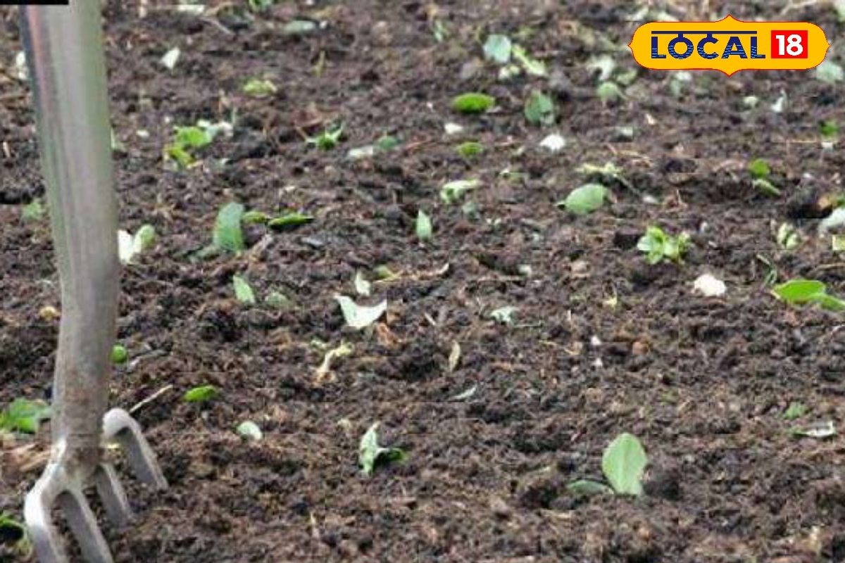 Agri Tips: सिर्फ गाय ही नहीं, भेड़-बकरी और मुर्गी के मल से भी तैयार कर सकते हैं खाद, बंजर जमीन में भी फूंक डाले जान!