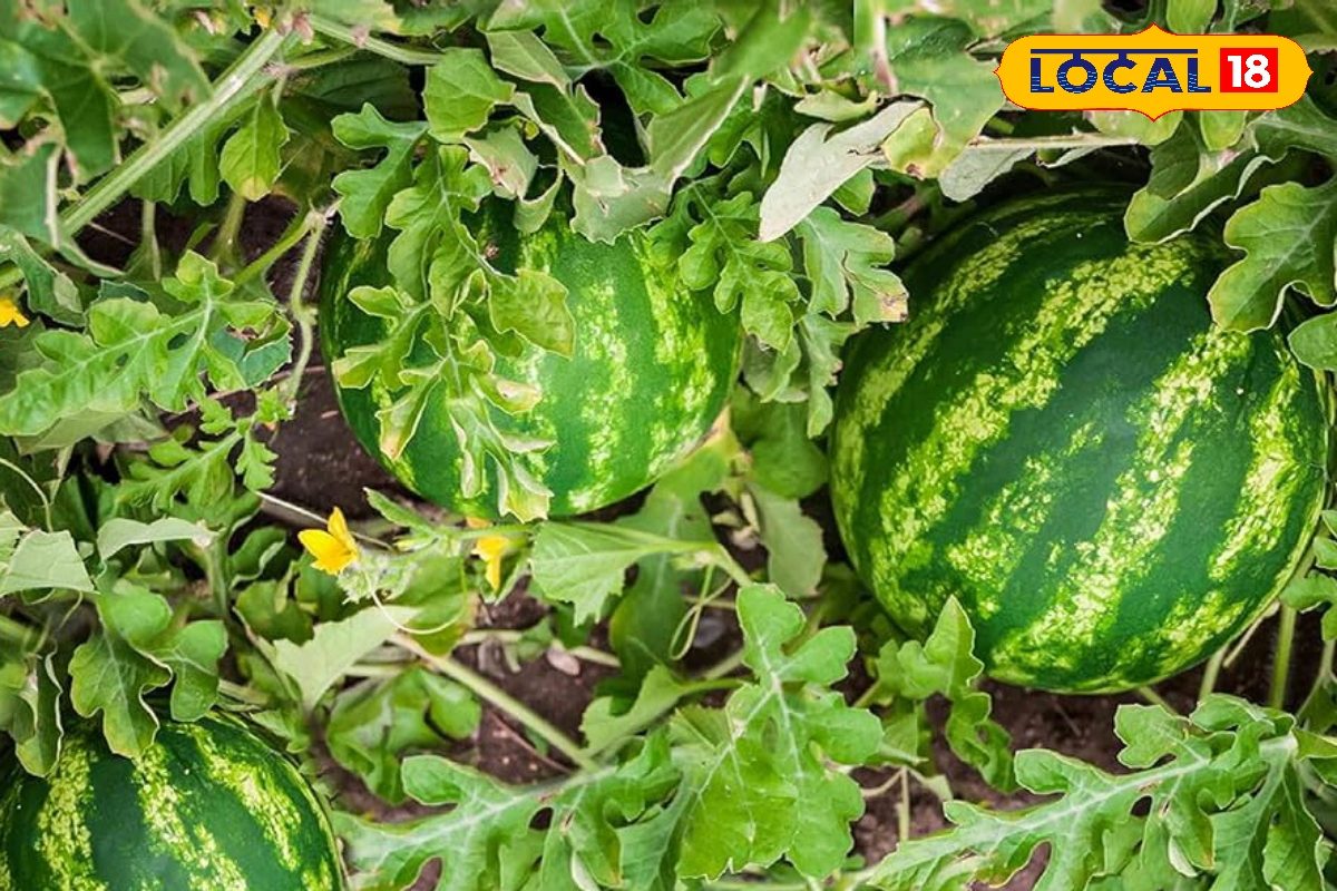 शुरू होने वाला है तरबूज की खेती का 'गोल्डन टाइम', मिट्टी-पानी-खाद और उन्नत किस्म का ख्याल, होगी एक नंबर पैदावार!