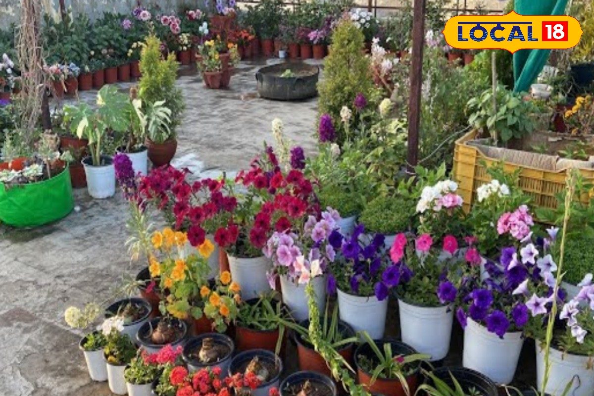 पहली बार कर रहे हैं गार्डनिंग तो जान लें ये गुरु मंत्र - सही मिट्टी, स्वस्थ पौधा, भरपूर धूप, ड्रिप से पानी..!