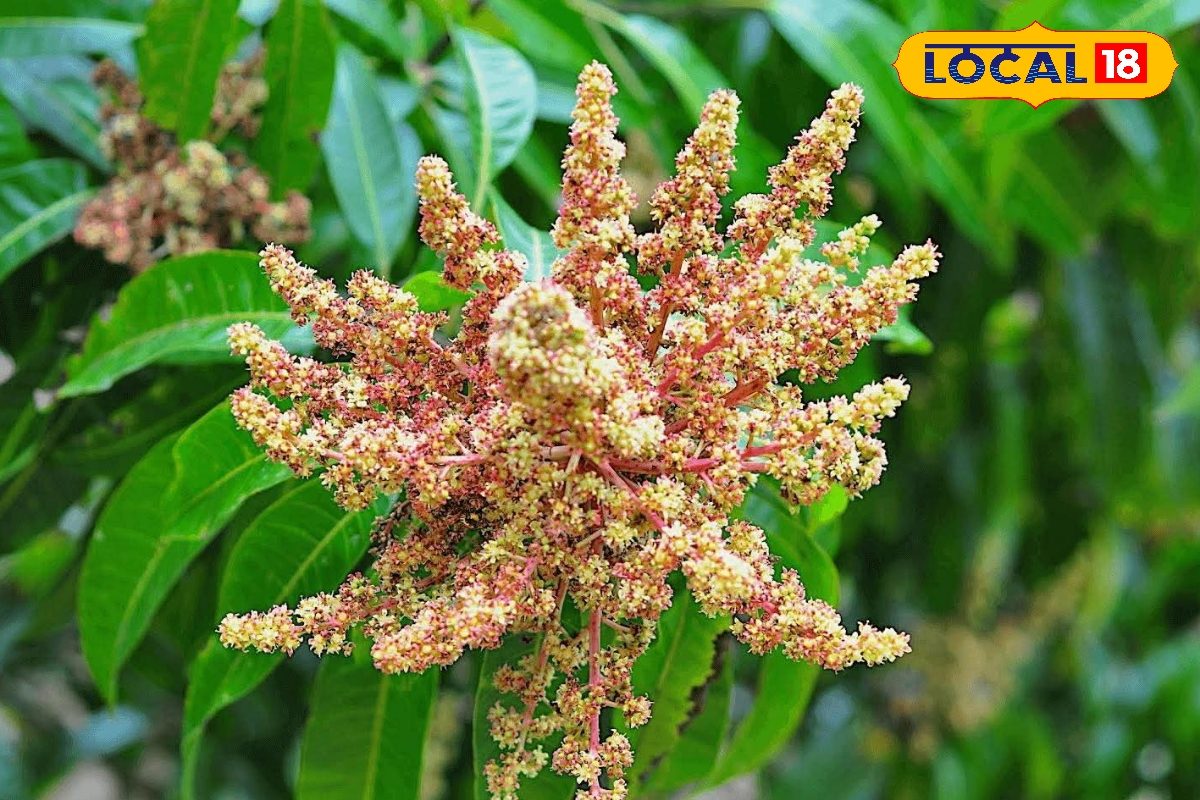 आम की बौर में दिखें ये लक्षण तो सावधान! फरवरी में तेजी से फैलता खतरनाक रोग, जानें बचाव के उपाय