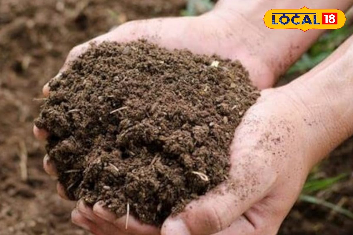 Gardening Tips: कच्चा गोबर से ही बनाएं ये शानदार लिक्विड खाद, फूल-सब्जियां लहलहाएंगी! जानें स्मार्ट ट्रिक