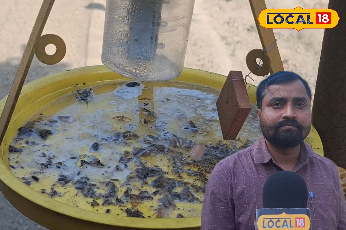 कीटनाशकों का खर्चा होगा जीरो! कृषि एक्सपर्ट से जानिए, कैसे एक छोटा सा ट्रैप बचाएगा आपकी लाखों की फसल