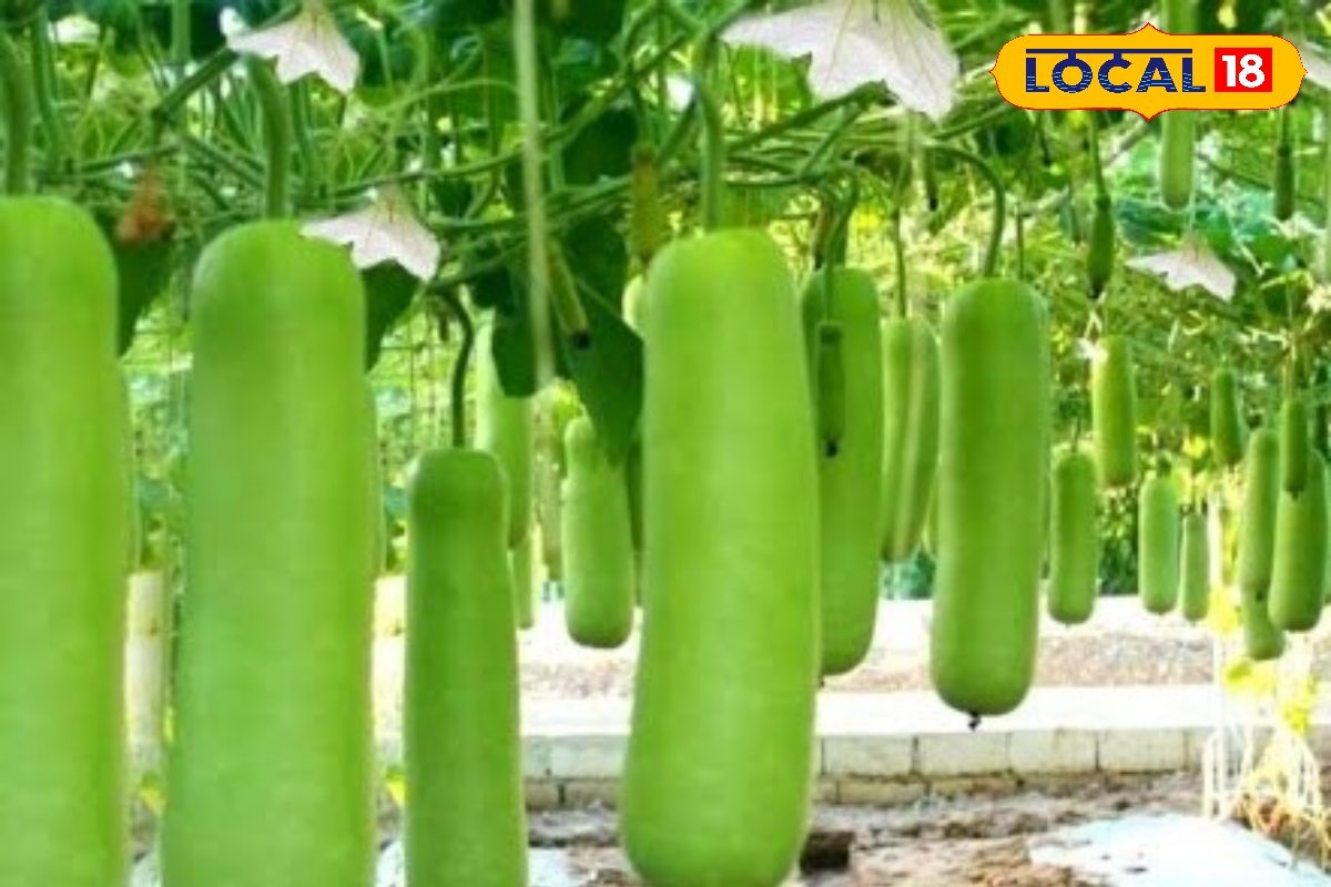 पारंपरिक खेती छोड़ें और अपनाएं लौकी की खेती, कम मेहनत में मिलेगा 45 टन तक उत्पादन, जानें एक्सपर्ट के खास एग्रीकल्चर टिप्स