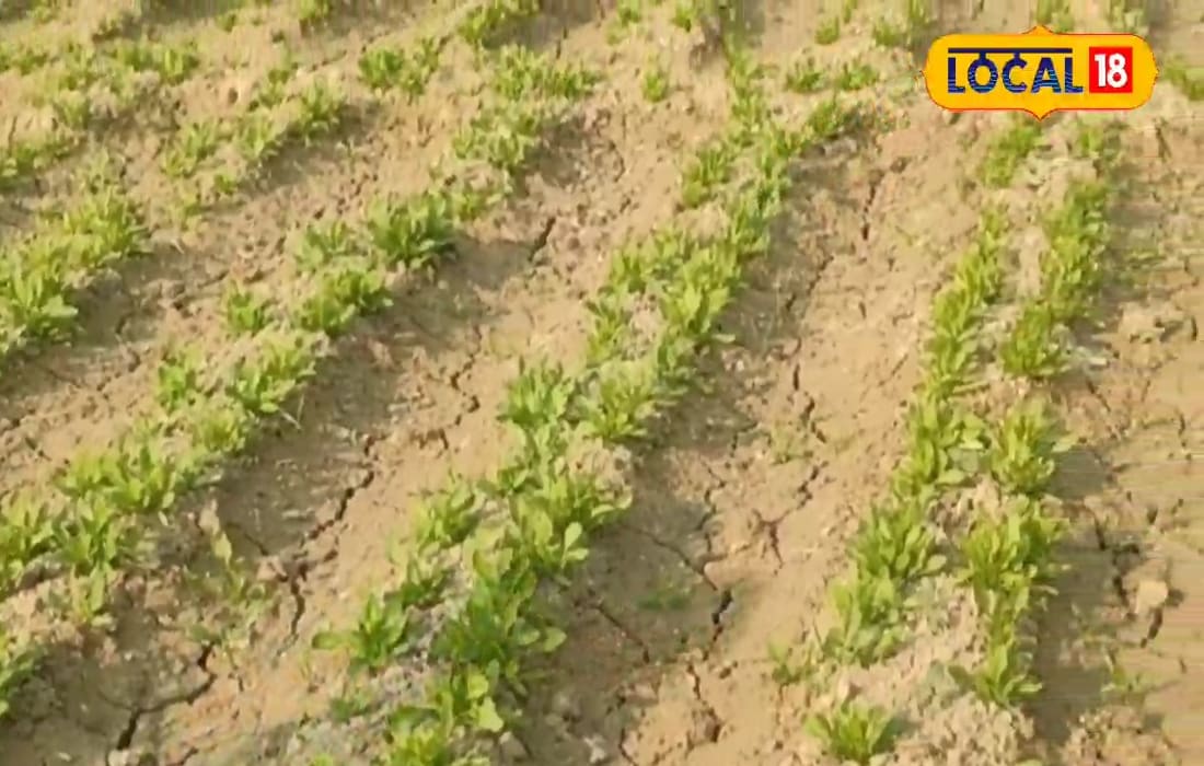 मेड़ पर पालक, बीच में भिंडी...यूट्यूब से सीख, वैज्ञानिक पद्धति अपना, इस किसान ने खेत को बनाया ATM, रोज निकलती दौलत!