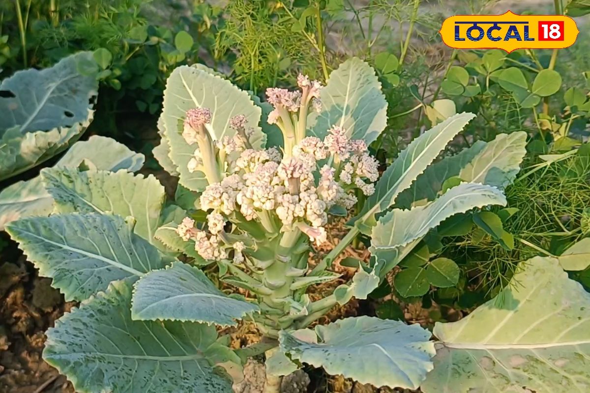 सावधान! गर्मी की मार से बिखर रही फूलगोभी, नुकसान से बचाने के लिए किसान करें ये उपाय