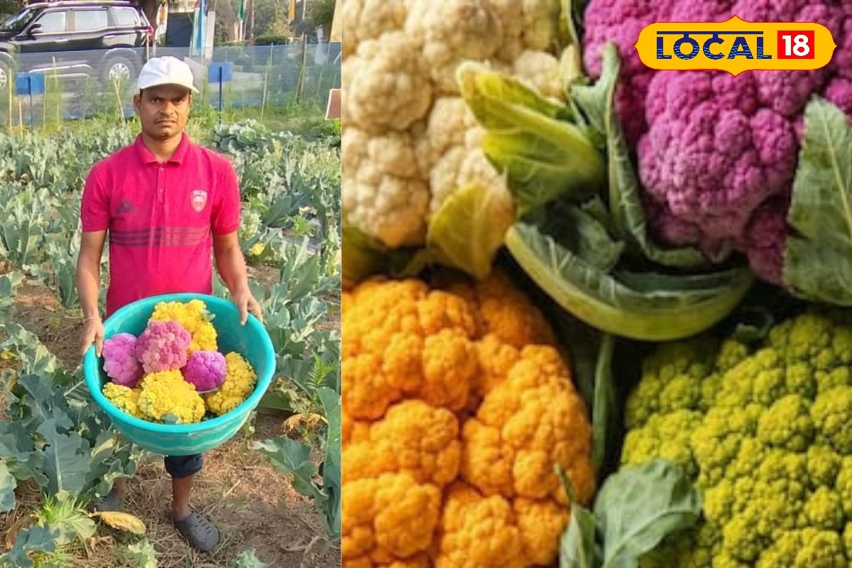 बाजार में देखती ही दौड़े चले आएगी Public! लागत की तीन गुना कमाई, रंगीन गोभी की खेती बनी ATM मशीन, फायदे अनेक