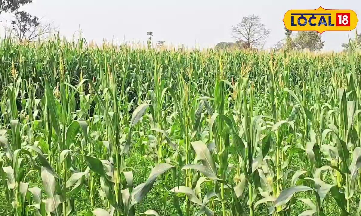 अररिया का यह किसान मक्के की खेती से कर रहा बंपर कमाई, 5 एकड़ खेत से 4 लाख तक का मुनाफा, जानें तरीका