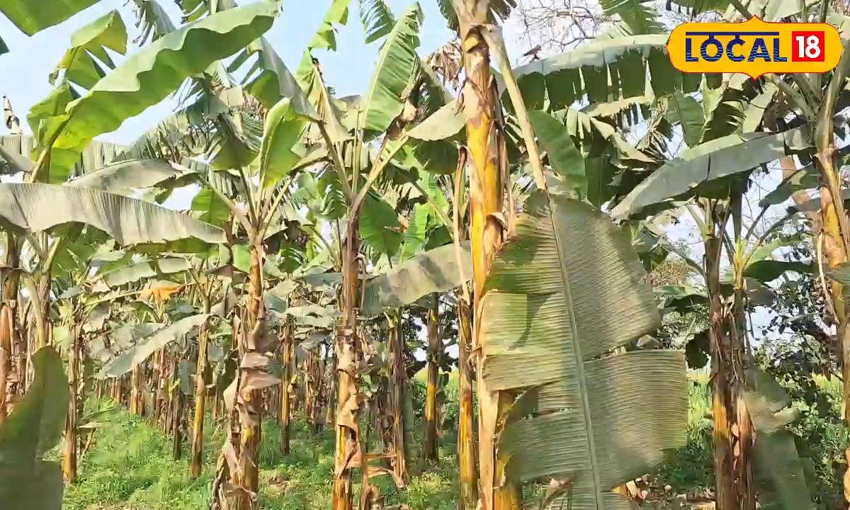 अररिया का ये किसान केले की इस किस्म से हो रहा मालामाल! एक एकड़ से 2 लाख तक का मुनाफा, साझा किया कमाई का सीक्रेट