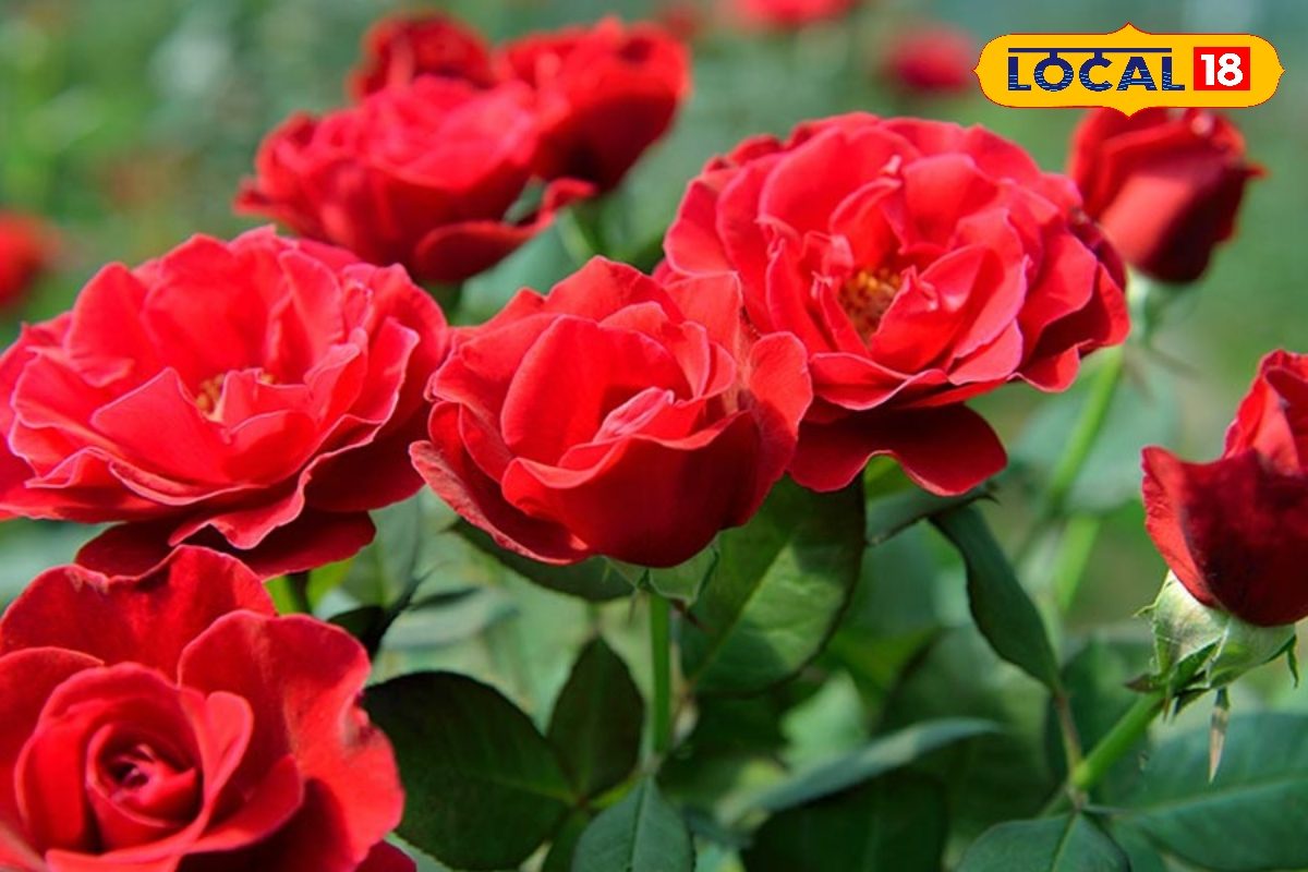 गर्मी में मुरझा रहा है गुलाब? डालें ये खास खाद, पौधा रहेगा ठंडा और फूल खिलेंगे भरपूर!