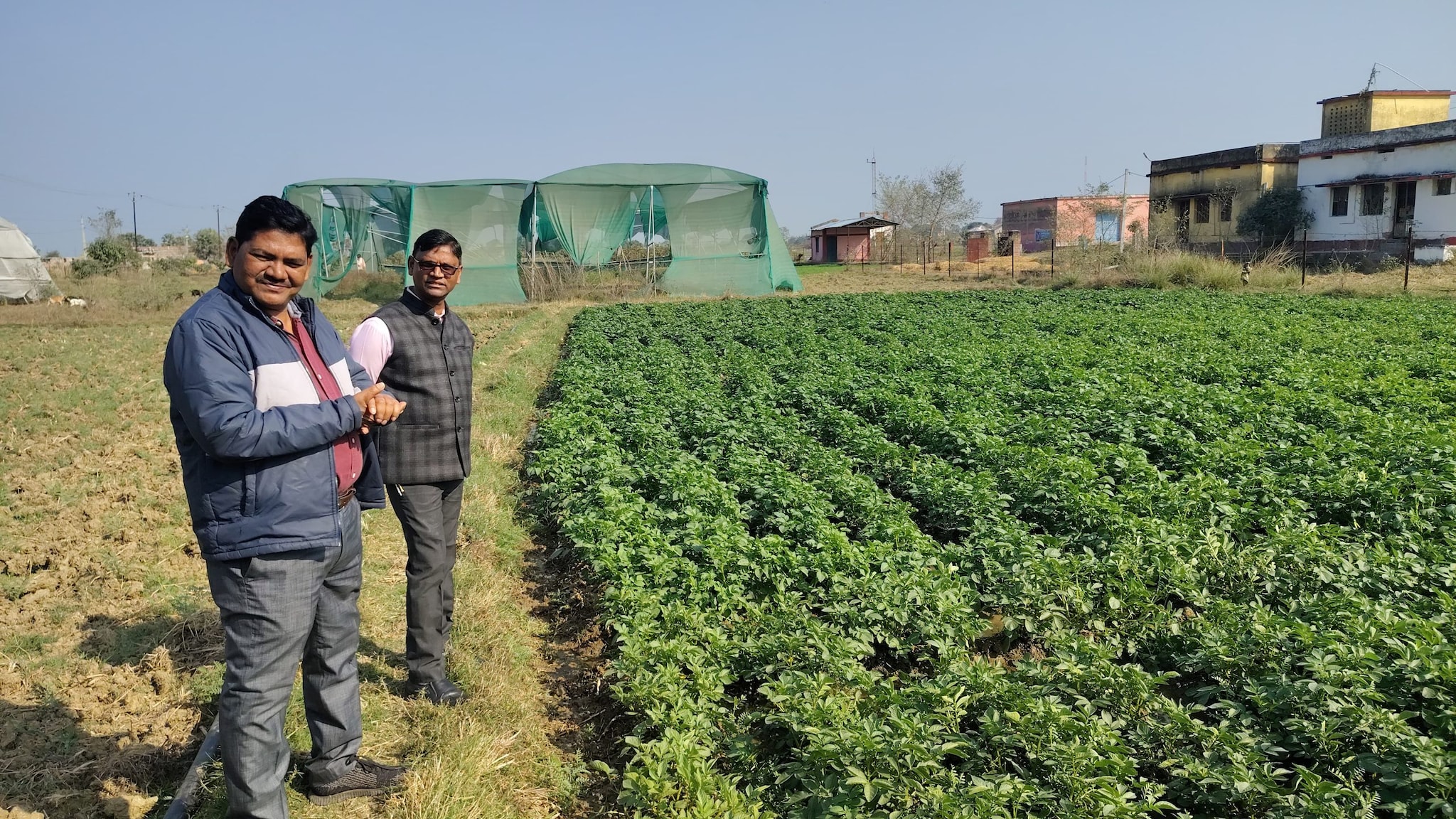 शेखपुरा में आलू की नई क्रांति! देर से रोपाई पर भी 250 क्विंटल प्रति एकड़ तक उत्पादन, एक्सपर्ट से जानें सबकुछ