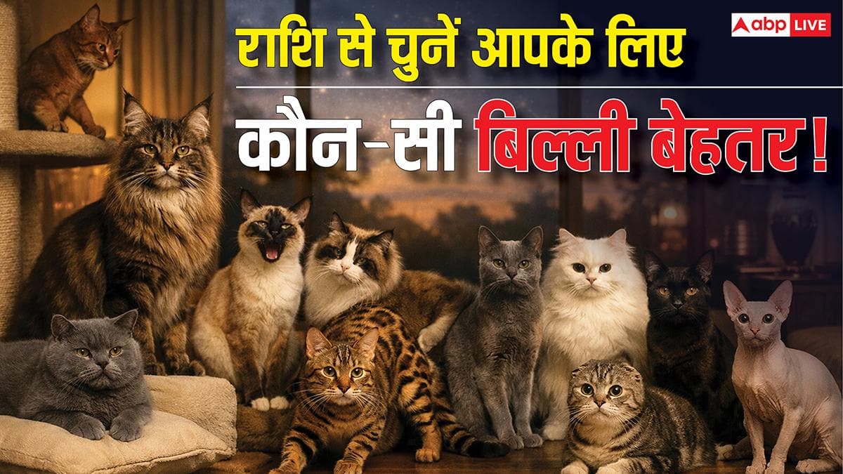आपकी पर्सनैलिटी के हिसाब से कौन-सी बिल्ली होगी आपके लिए सही मैच? जानिए ज्योतिष से इसका जवाब