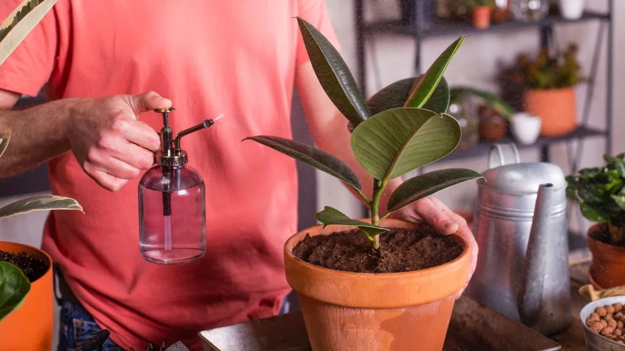 Auspicious Plants For Home: घर के मुख्य द्वार पर रखें ये पौधा, आएगा सुख सौभाग्य!