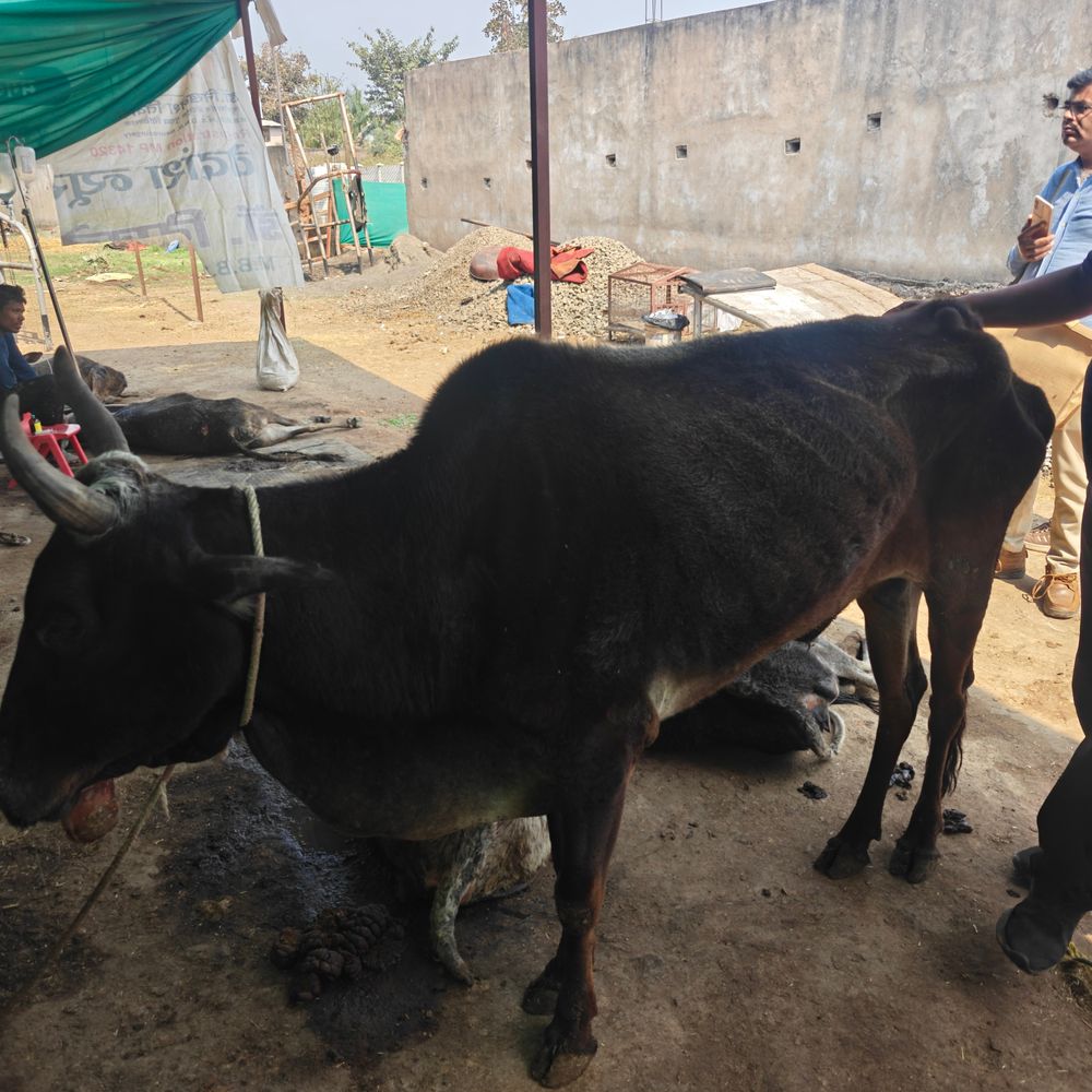 उमरिया में बैल के मुंह में बांधा लोहे का तार:गौरक्षकों ने पशुओं के प्रति क्रूरता न करने की अपील; ड्रिप लगाकर इलाज जारी