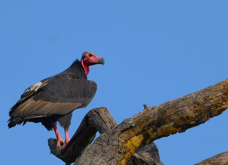 Umaria News: बांधवगढ़ में गिद्धों की बड़ी गणना शुरू, पहले दिन 139 बीटों में चला सघन सर्वे