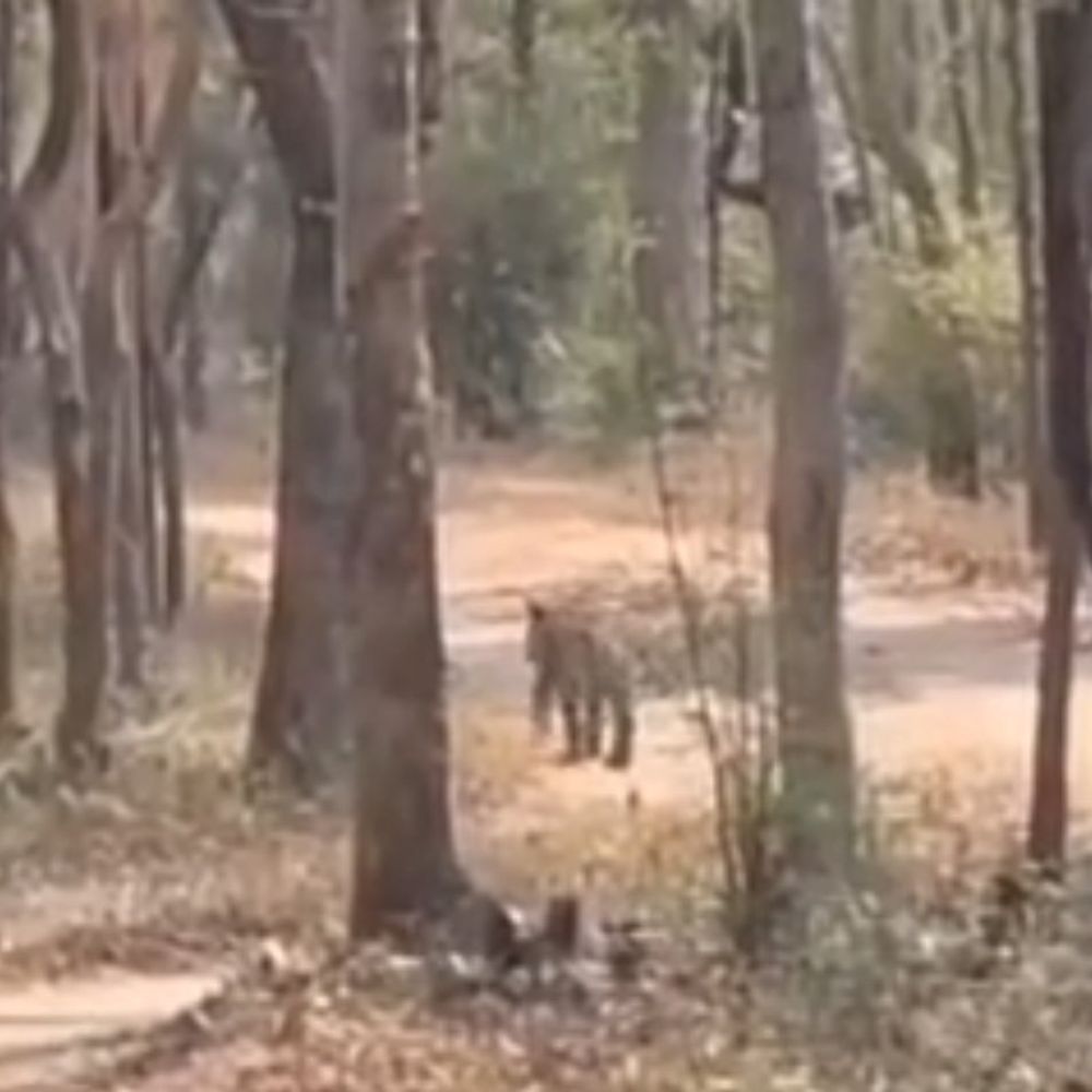 PTR में बाघिन 4 शावकों के साथ दिखी बाघिन-VIDEO:जंगल सफारी के दौरान पर्यटकों को दिखी, देखकर खुश हुए टूरिस्ट