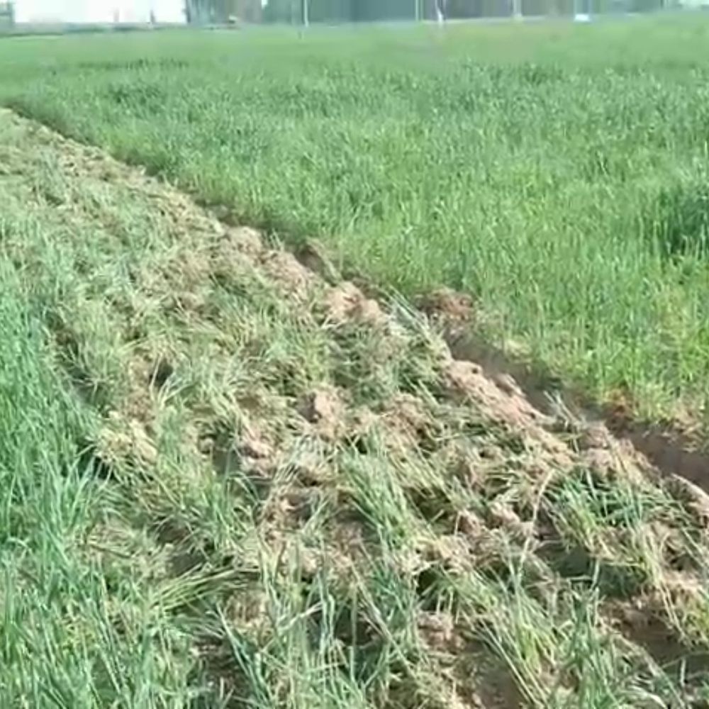 किसान ने 6 बीघा गेहूं की फसल पर चलवाया ट्रैक्टर:आवारा पशुओं से बर्बाद हुई फसल, प्रशासन पर लापरवाही का आरोप