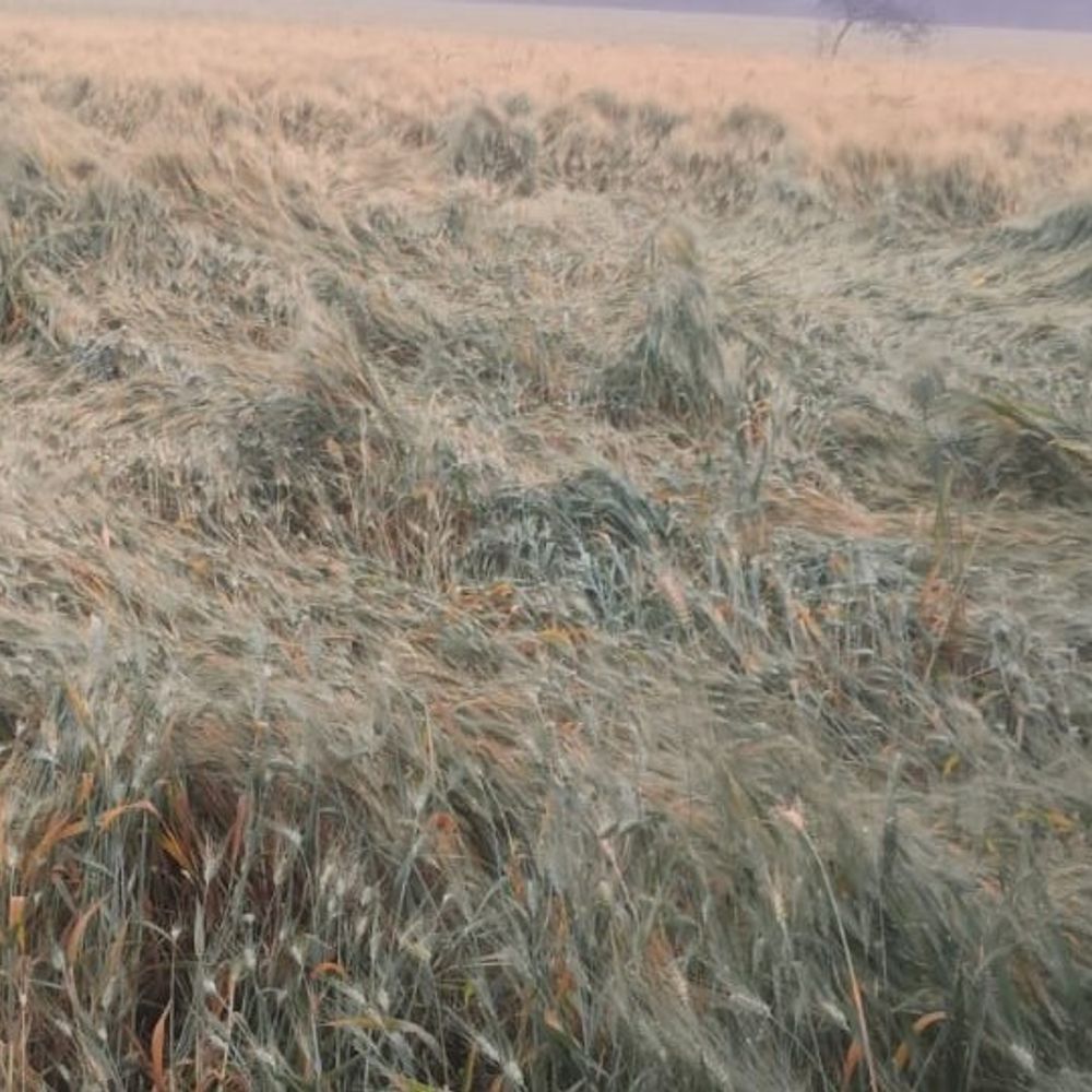 पेटलावद में आंधी-बारिश से गेहूं की फसलें तबाह:पहले खराब हो चुकी है टमाटर की फसल, किसानों को दोहरी मार