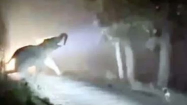 Pilibhit News: महोफ के जंगल से निकले हाथियों ने गेहूं की फसल रौंदी, किसानों ने की मुआवजे की मांग