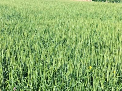 Rohtak News: बढ़ते तापमान ने किसान चिंतित, गेहूं उत्पादन पर पड़ सकता है असर