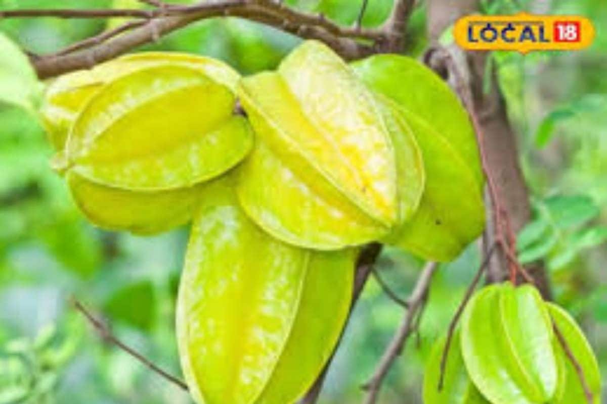 मिर्जापुर में स्टार फ्रूट की खेती से किसानों को मुनाफा, 8-10 रुपये पीस बिक रहा कमरख