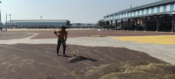 Karnal News: सरसों की फसल के नहीं मिल रहे वाजिब दाम, किसान परेशान