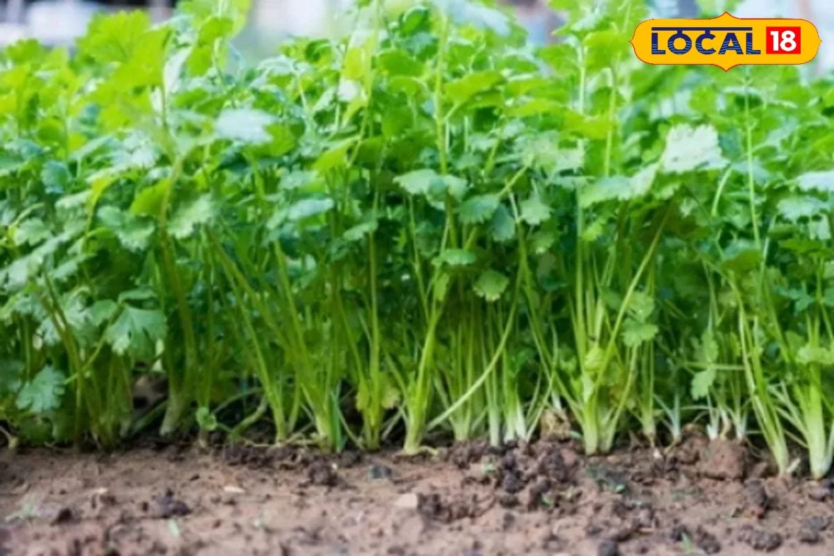 ये ड्रोन बनेगा किसानों की तीसरी आंख, खेत के हर कोने पर रखेगा पैनी नजर, फोन पर देगा कीट, खाद, पानी, जानवर सबका हाल!