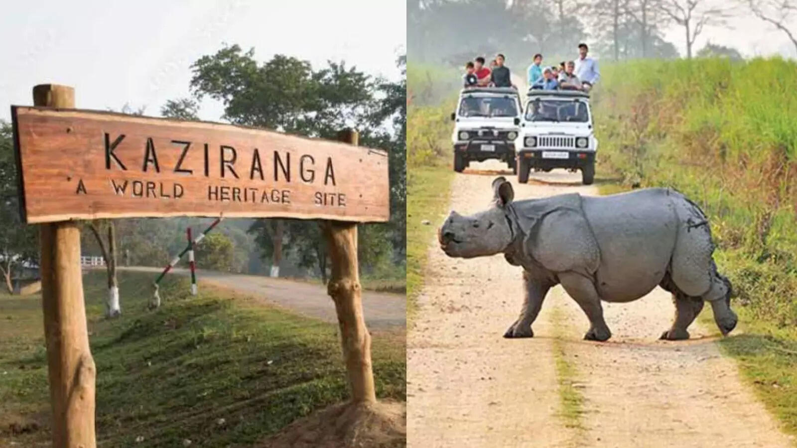 Kaziranga National Park: काजीरंगा राष्ट्रीय उद्यान में बड़ी अनहोनी, गैंडे के हमले में वनरक्षक की मौत, दूसरा घायल