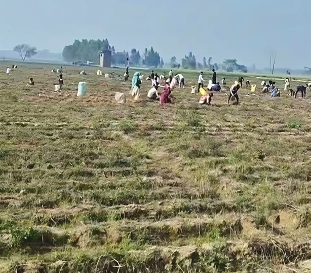 Budaun News: औने-पौने दाम से टूटा किसान, 25 बीघा आलू मुफ्त में खोद ले गए ग्रामीण