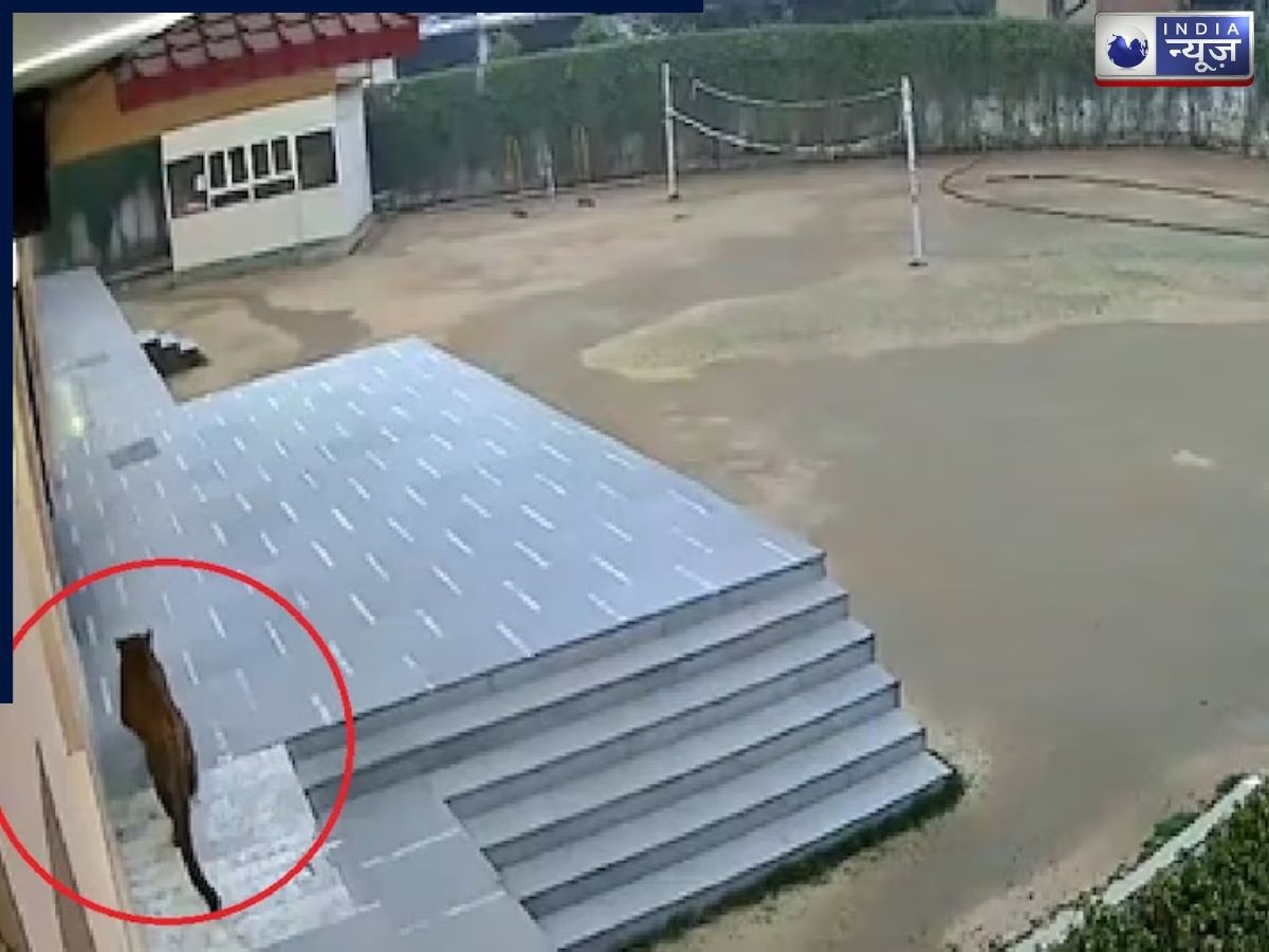 गाजियाबाद के ग्रीन फील्ड स्कूल में घुसा तेंदुआ, वीडियो देख फॉरेस्ट ऑफिसर के भी उड़े होश ; पोस्टपोन किए गए एग्जाम