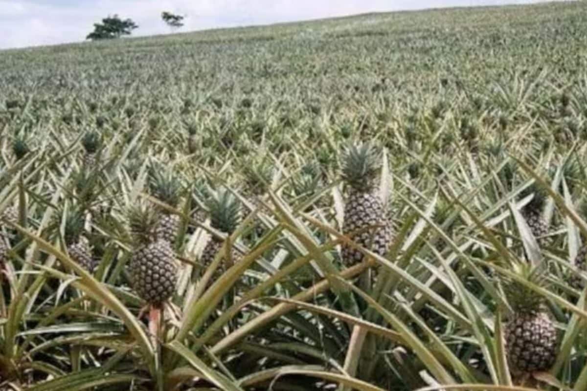 केरल में हाई कोर्ट से किस खेती पर रोक लगाने की गुहार लगाई गयी?