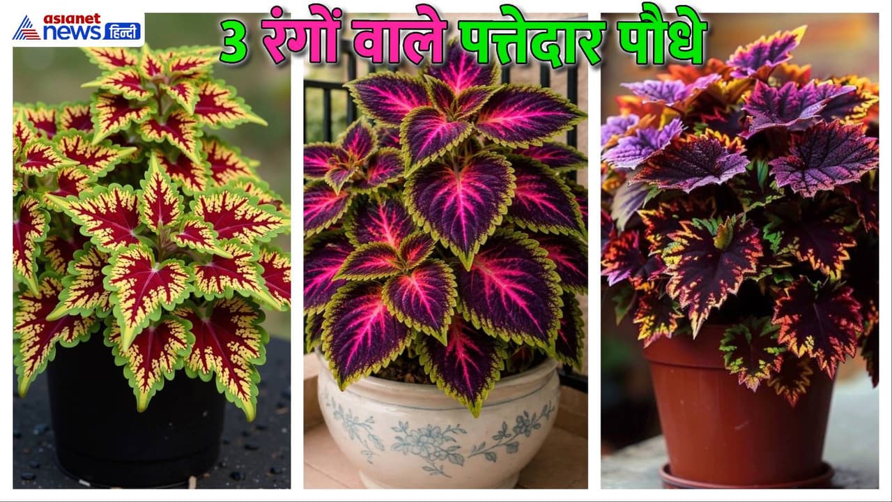 6 Tricolor Foliage Plants: 3 रंगों वाले पत्तेदार पौधे, गर्मियों में फूलों को भी देंगे टक्कर!