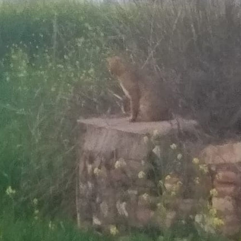 मंदिर के पास पहाड़ी पर दिखाई दिया लेपर्ड:जंगल में मिले जंगली कुत्तों के शव, लेपर्ड द्बारा शिकार की आशंका