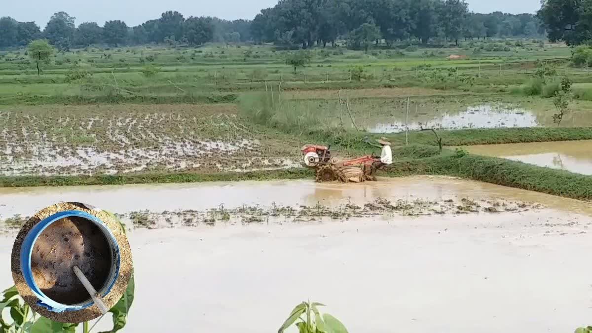 आसानी से बनाएं मिट्टी को अमृत देने वाला ये खाद, जानिए घन जीवामृत बनाने की विधि