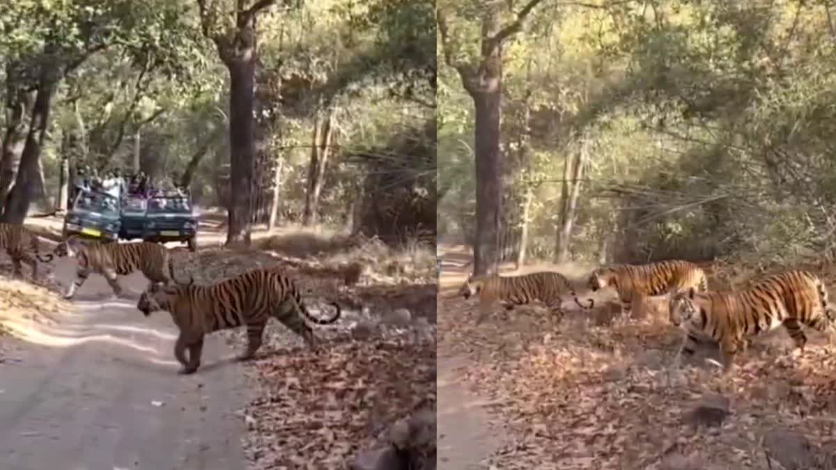 बांधवगढ़ टाइगर रिजर्व में गजब नजारा, एक नहीं 5 शावकों के साथ बाघिन बढ़ा रही रोमांच